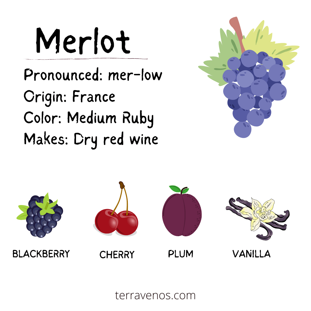 merlot wine profile infographic - merlot vs pinot noir