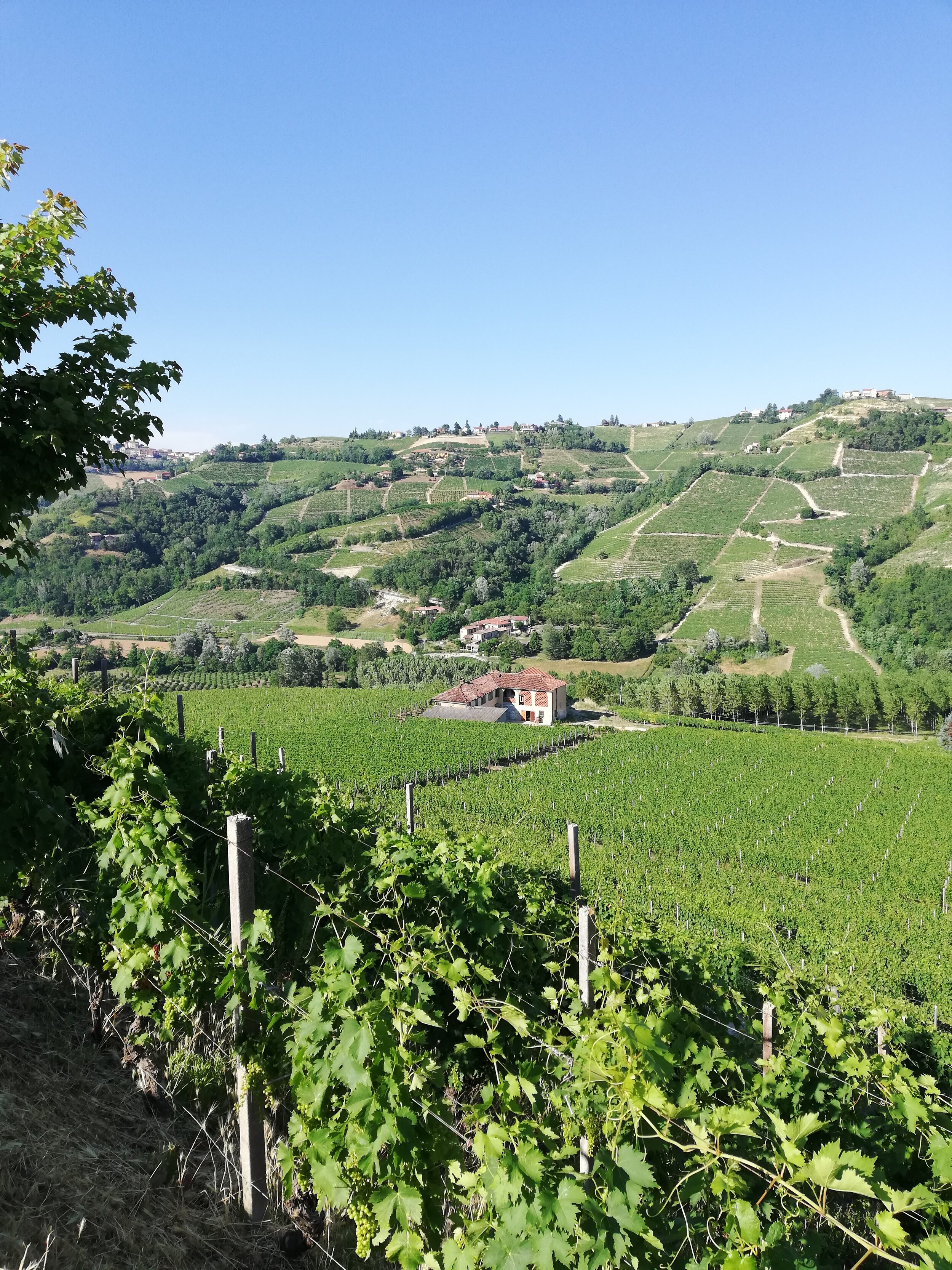 wine grape rootstocks - moscato vineyard
