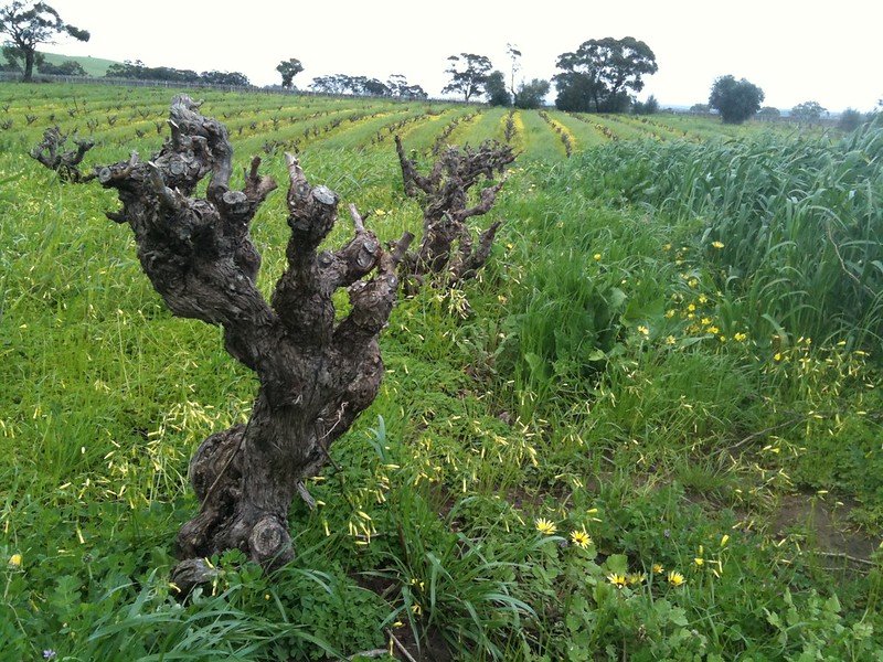 Stephan Ridgway Old Vine Grenache - barossa wine