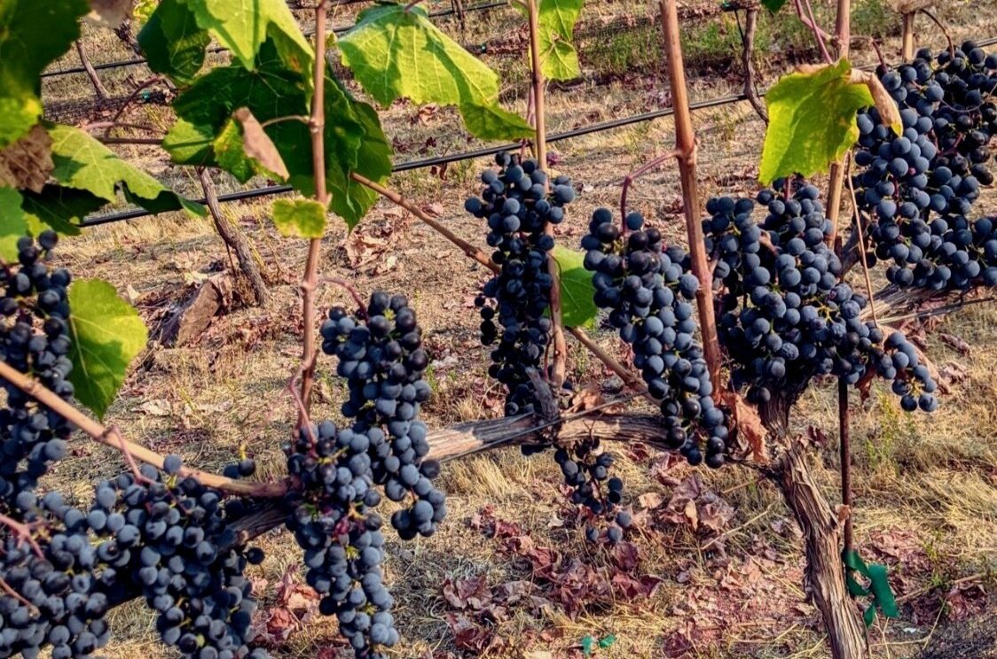 trellis wine blog - merlot wine grapes