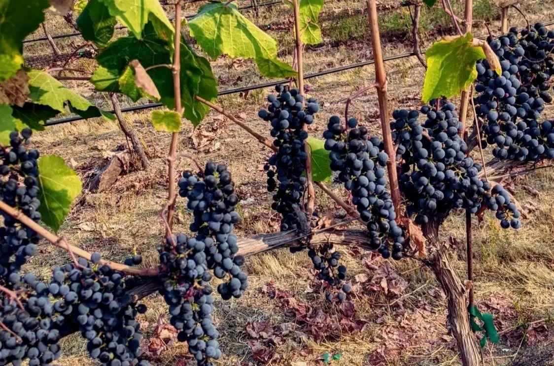 are wine grapes edible - petit verdot grapes vineyard