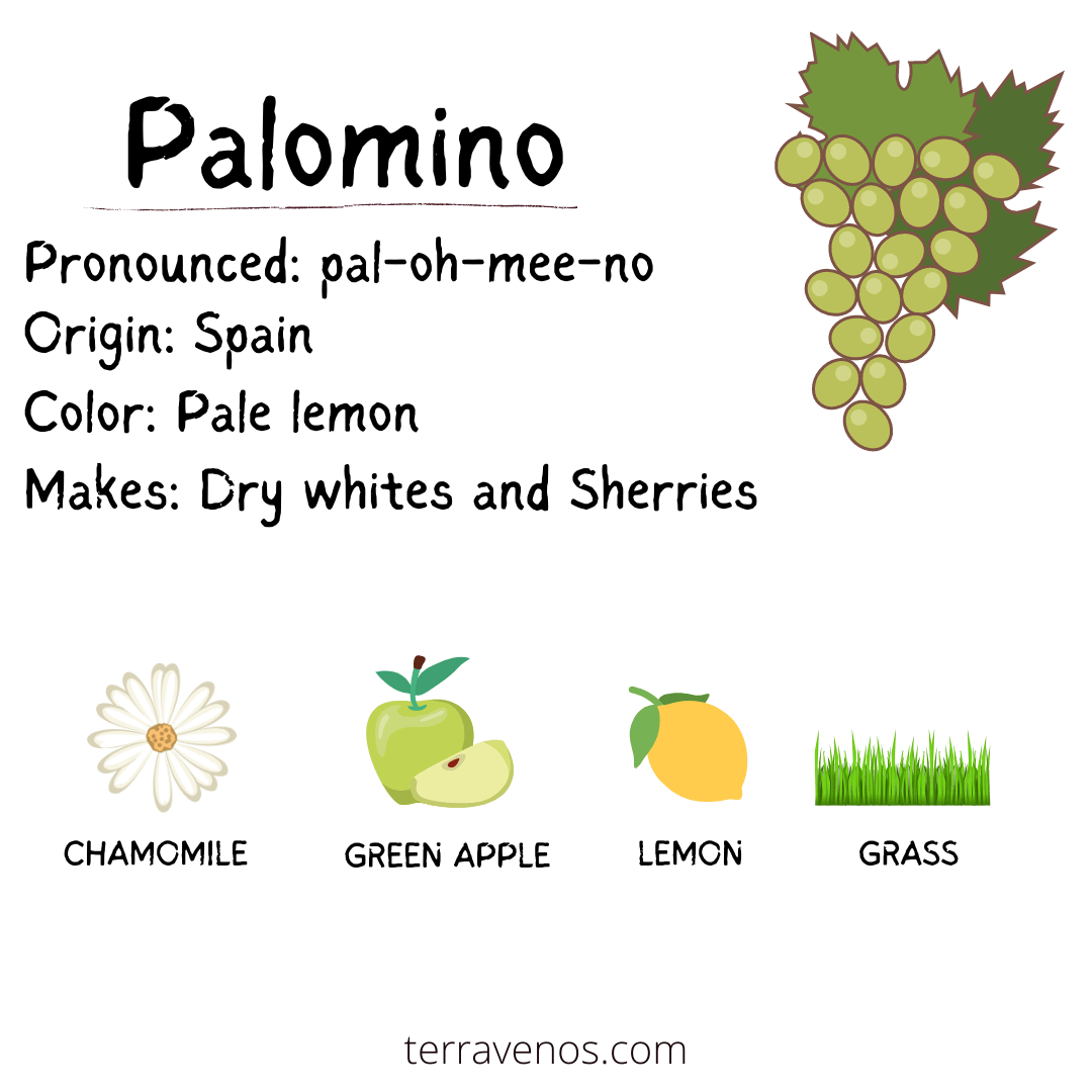 Sherry is made from Palomino grapes - palomino wine profile infographic