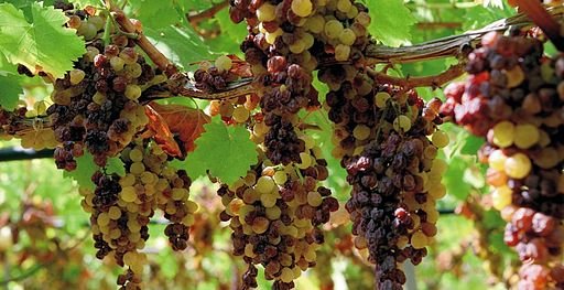 zibibbo dessert wine pantelleria