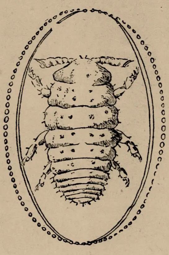 Phylloxera-louse.PNG - what is phylloxera and why is it important