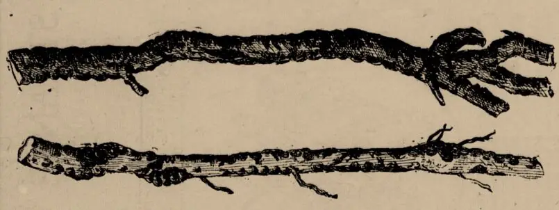 1890s representation of a grapevine rootstock before and after a phylloxera infestation.