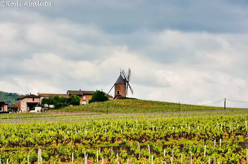 Rodica abaluta Windmill in Beaujolais - beaujolais nouveau