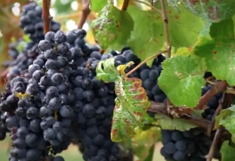 Tannat grapes - tannat-wine-guide