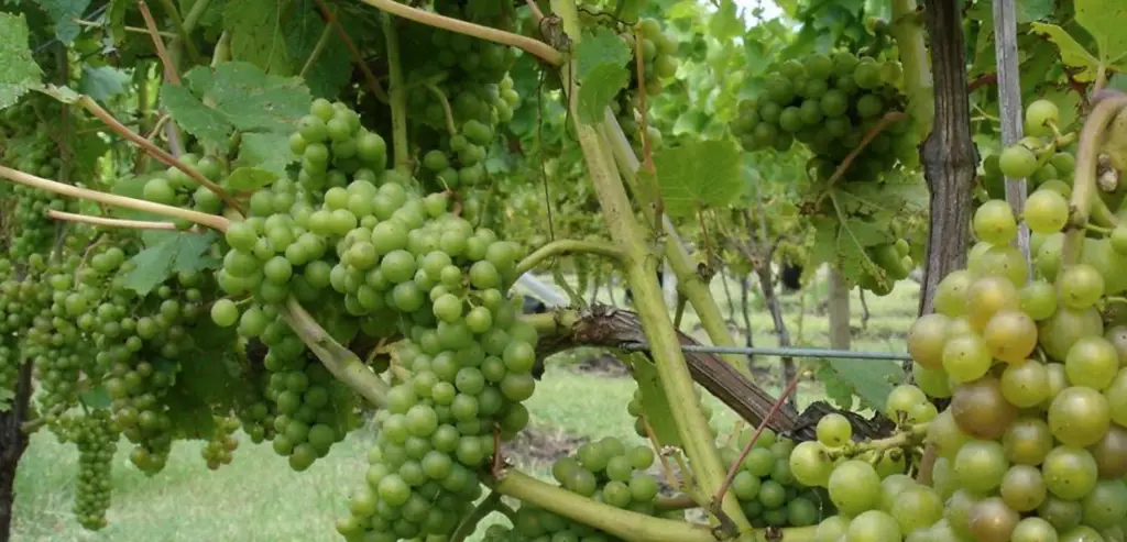 what is veraison - wine grapes