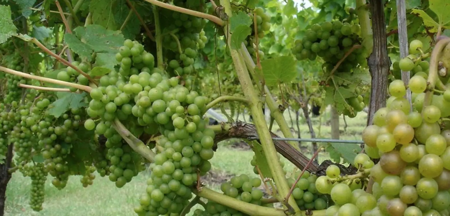 Green grapes going through veraison.