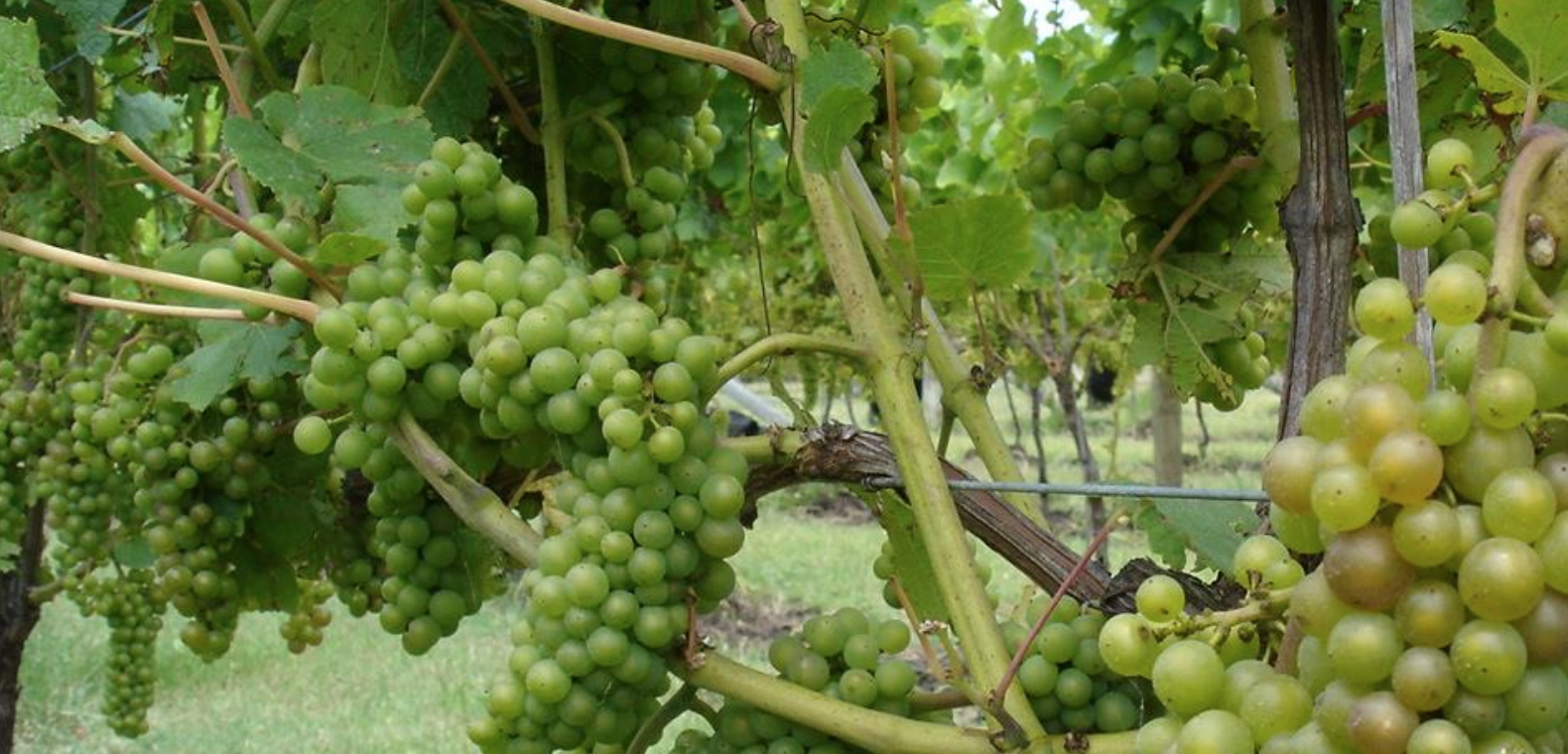 orange wine grapes