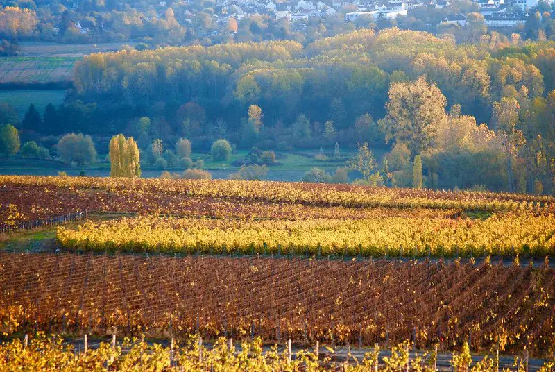 epernay Vineyards, Champagne - champagne facts