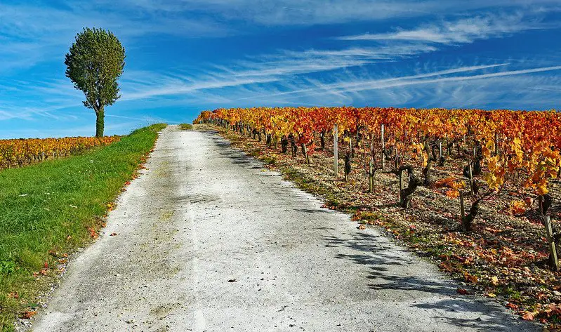 Vineyard-Bordeaux - what makes a wine a bordeaux