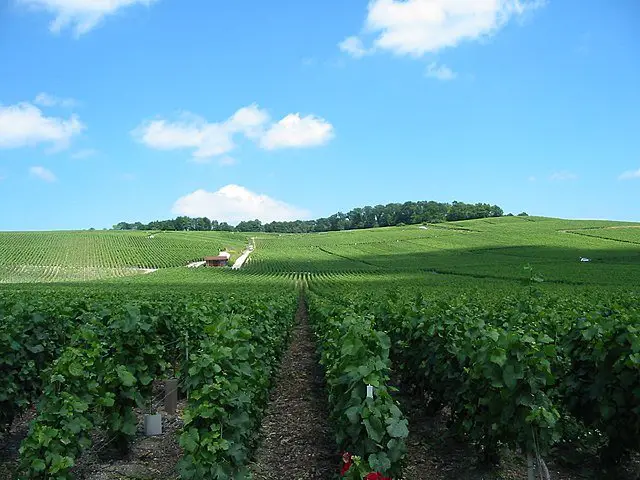 fun chardonnay facts - champagne vineyard