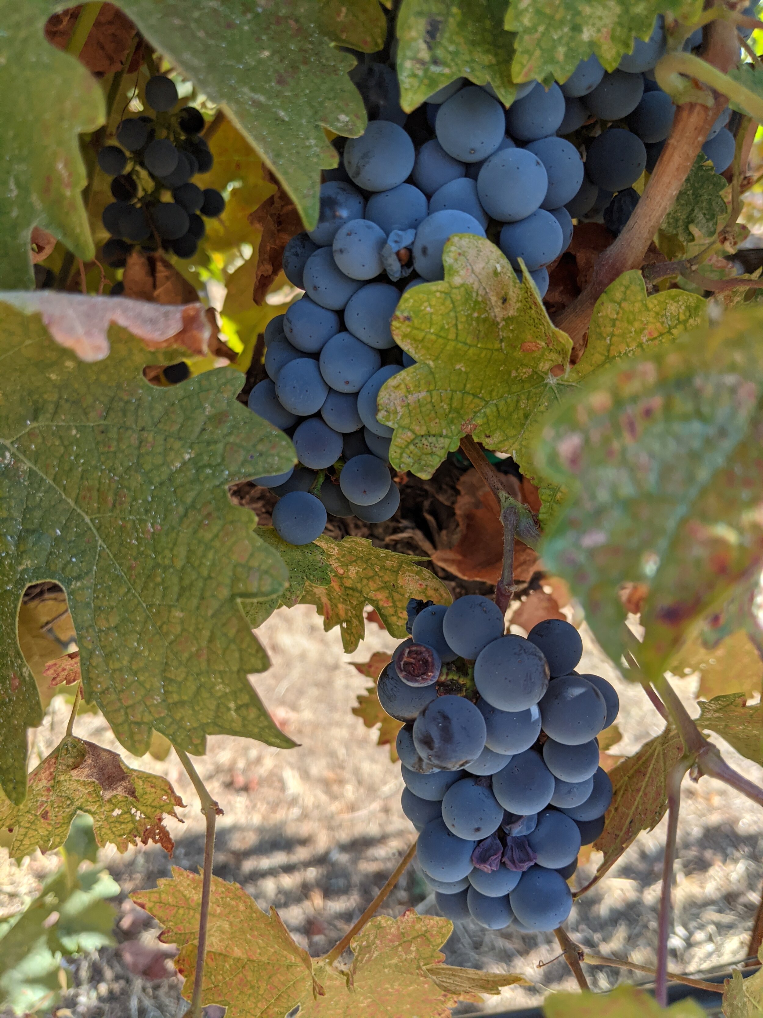 cabernet-grapes.jpg - starting WSET diploma