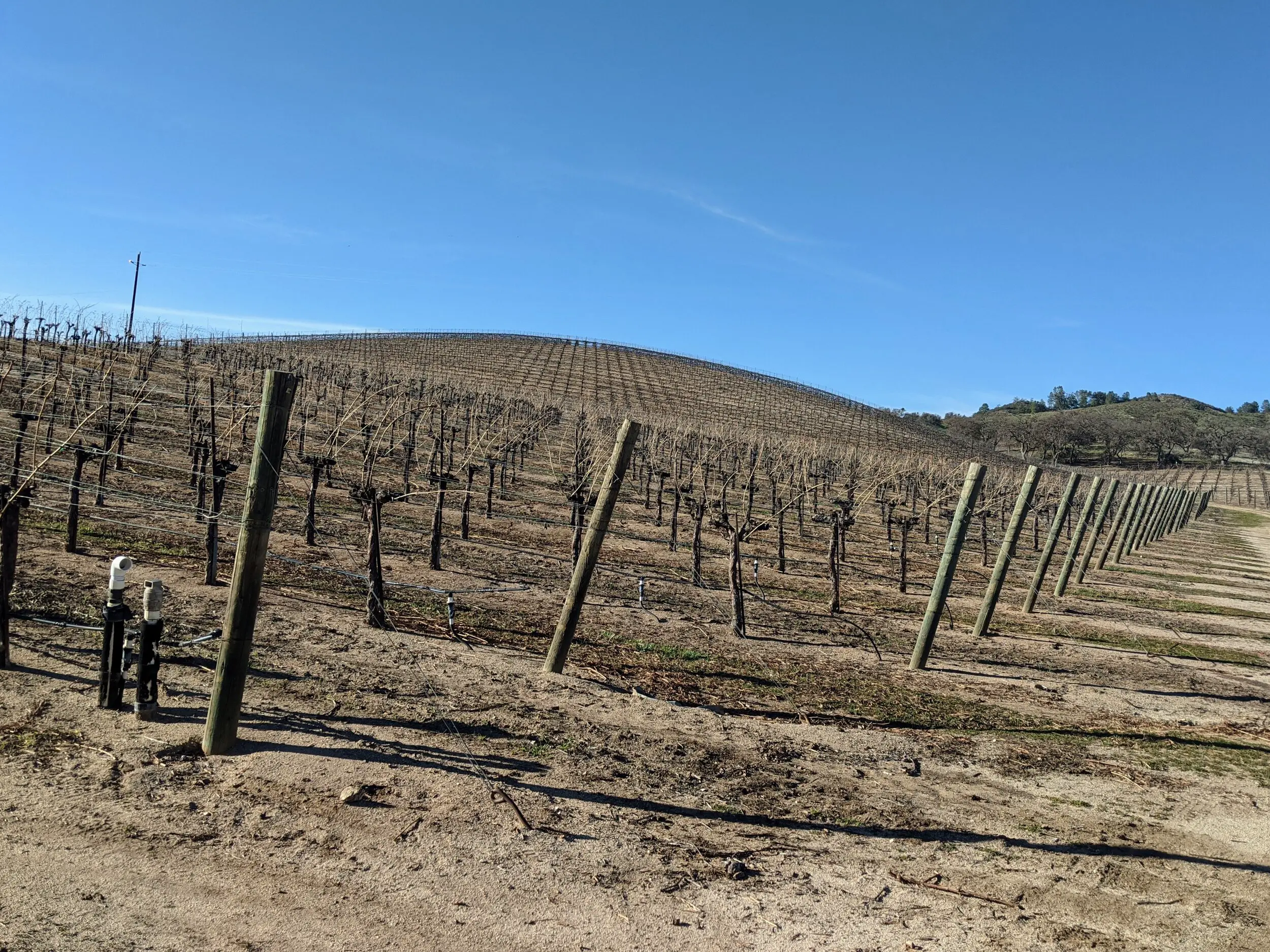 grape rootstock - barren vineyard