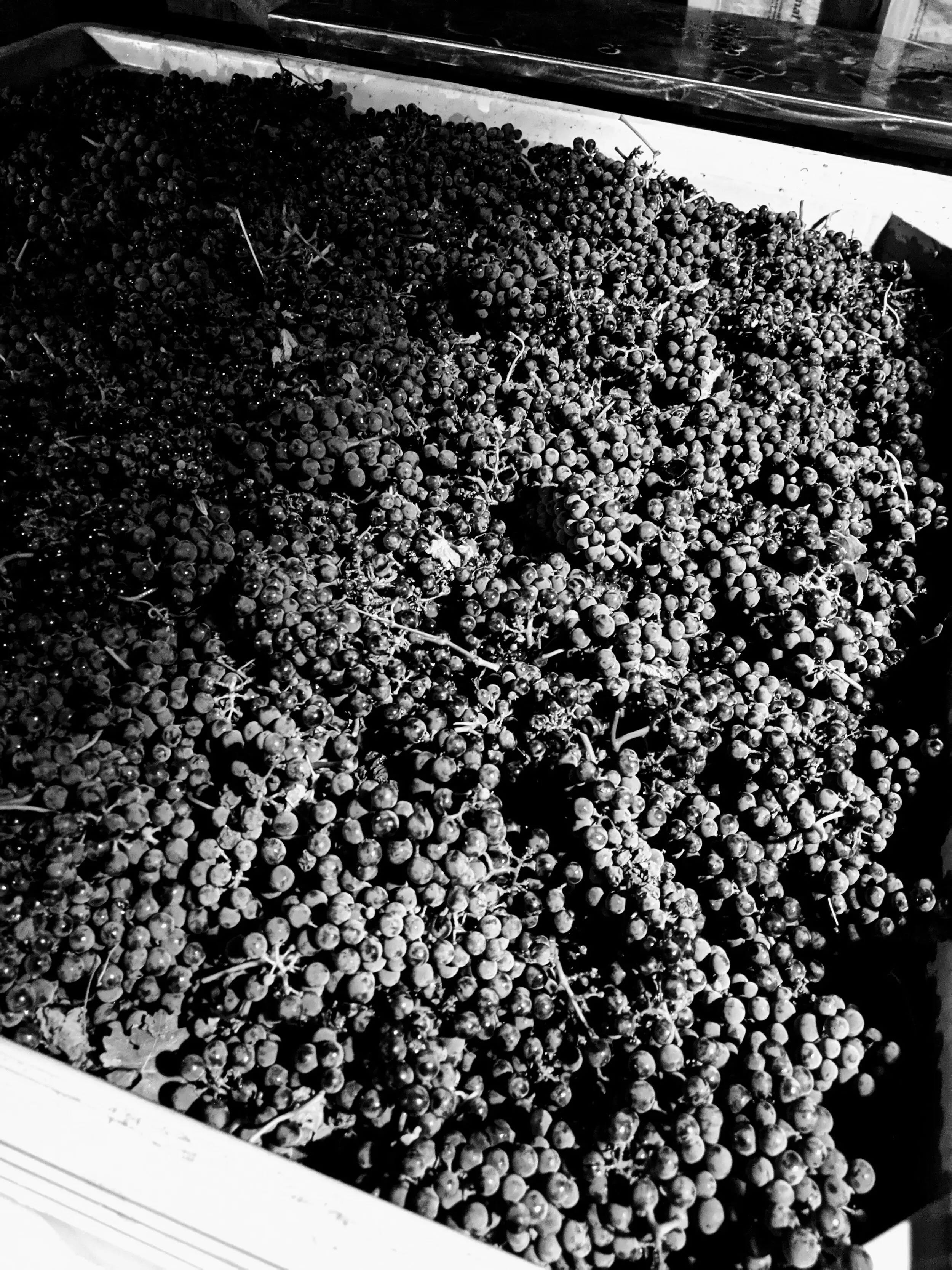 black and white picture of red grapes in bin