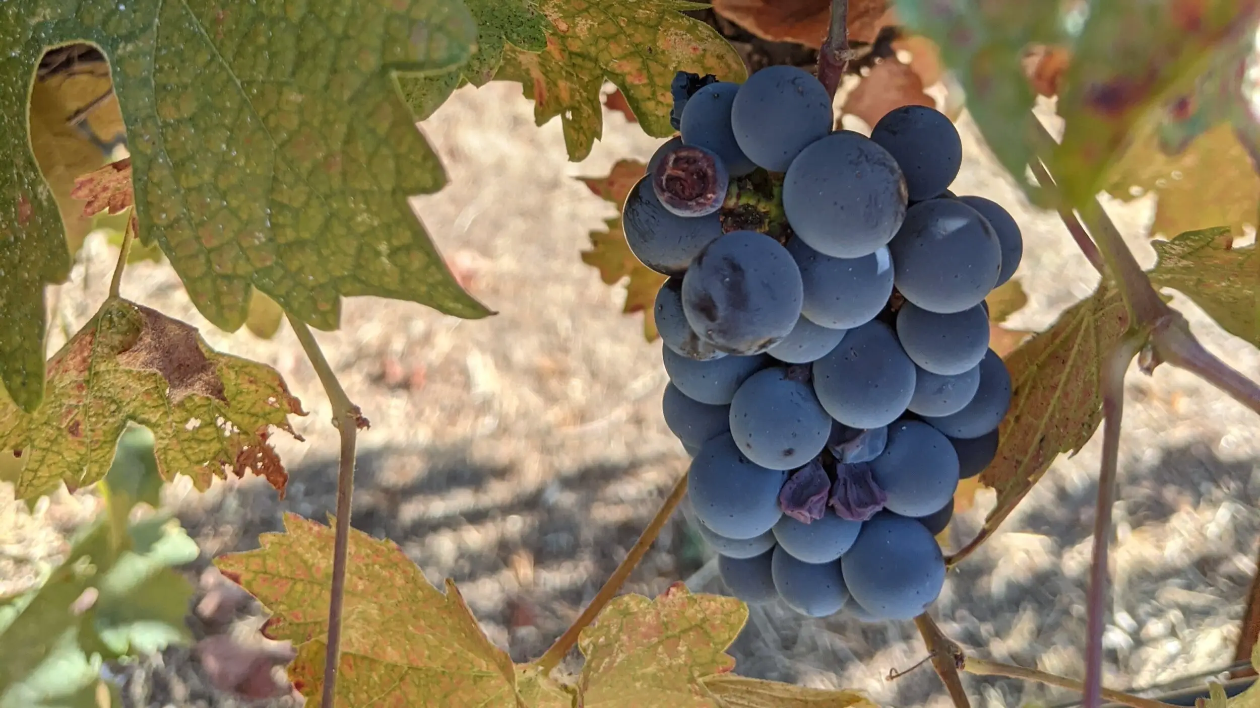 touriga nacional grapes