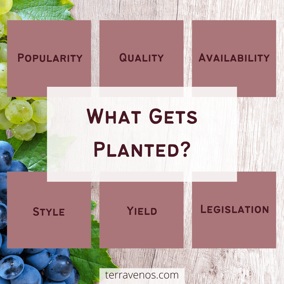 how to decide what wine grapes get planted