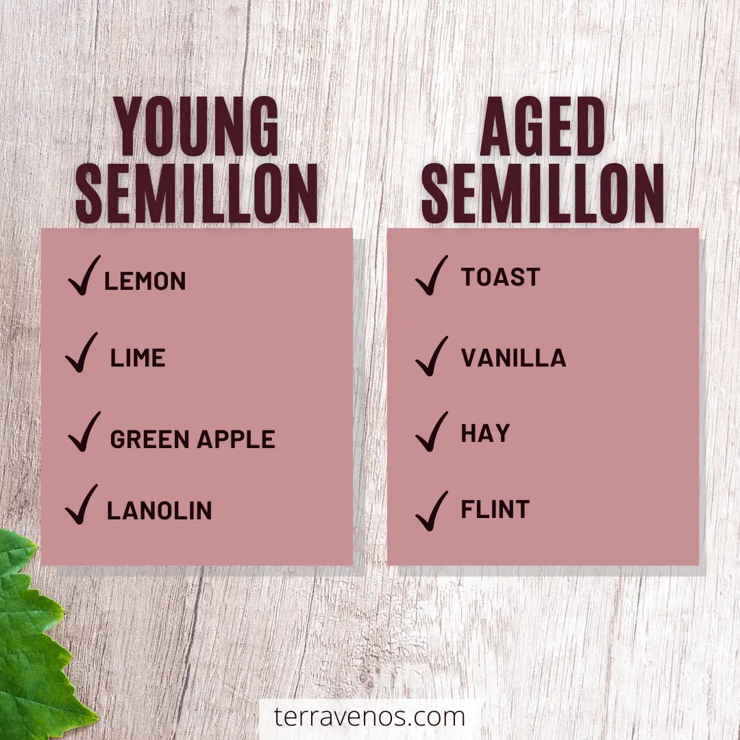 young semillon vs aged semillon infographic - semillon wine guide