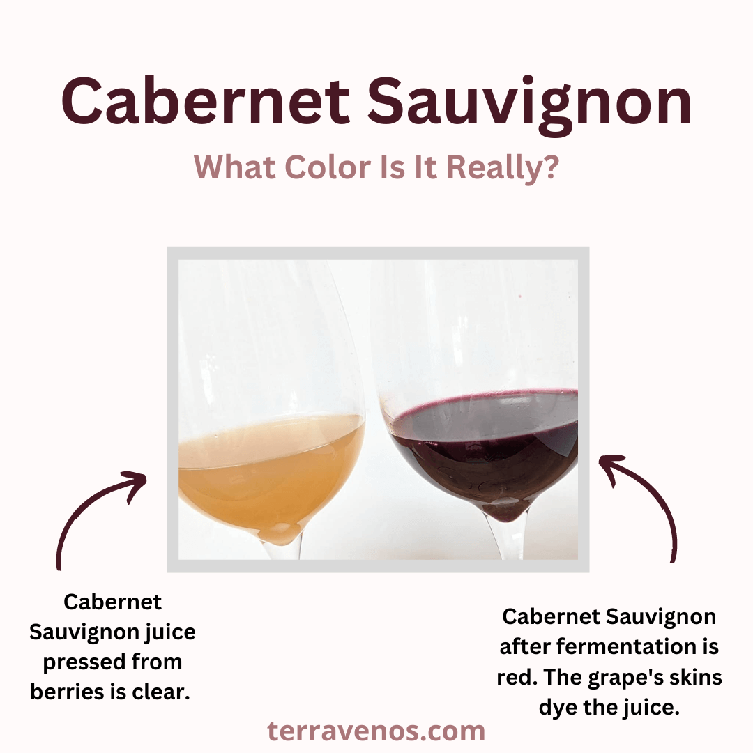 What color is Cabernet Sauvignon juice? White - infographic - teinturier wine grapes