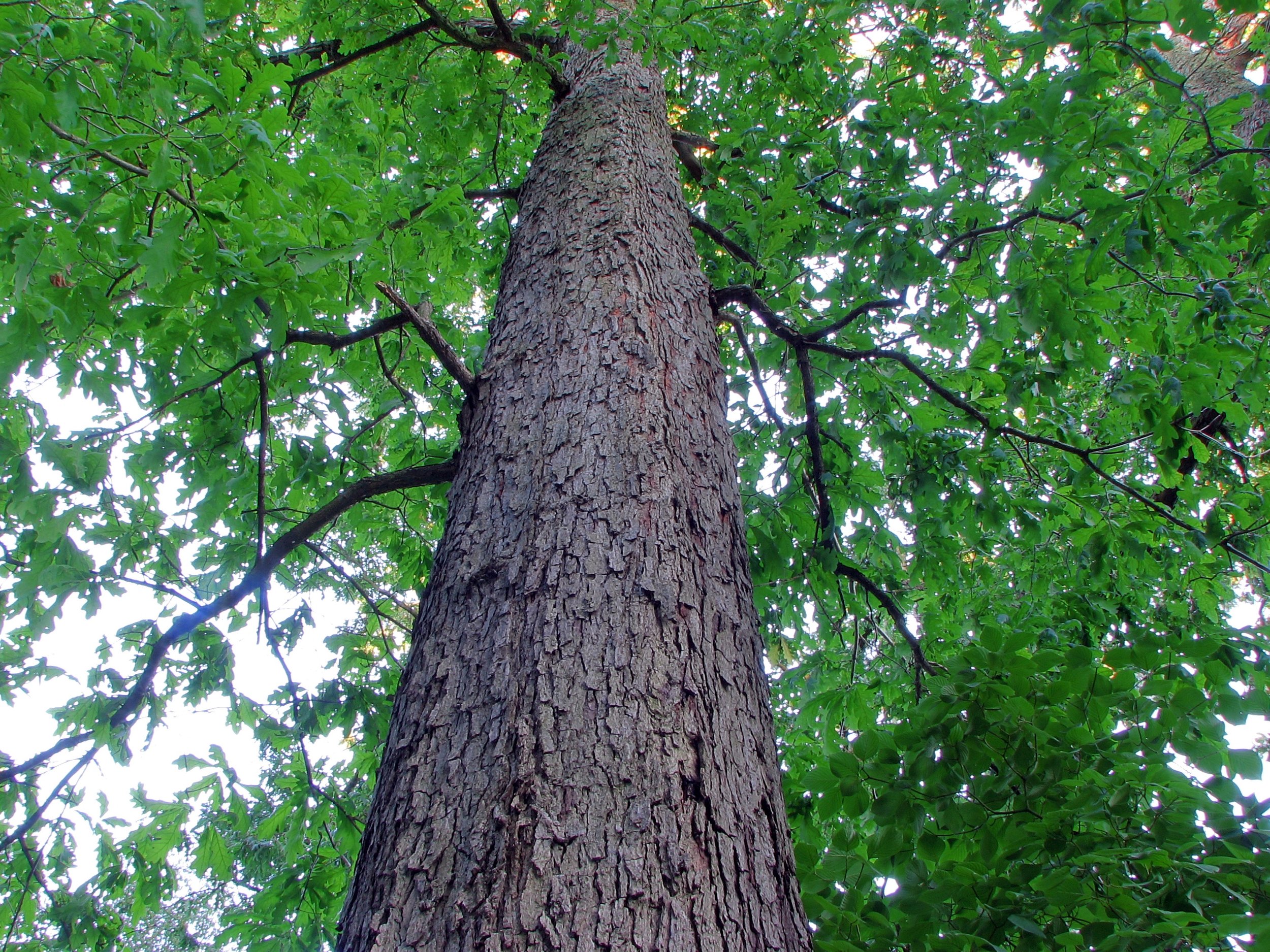 how do oak barrels affect wine - American oak tree