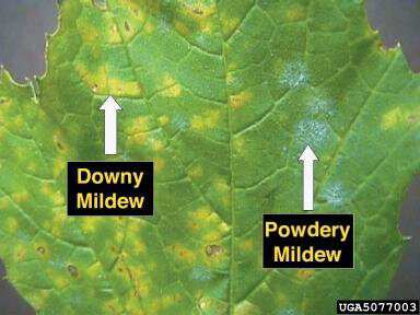 Downy_and_Powdery_mildew_on_grape_leaf.jpeg