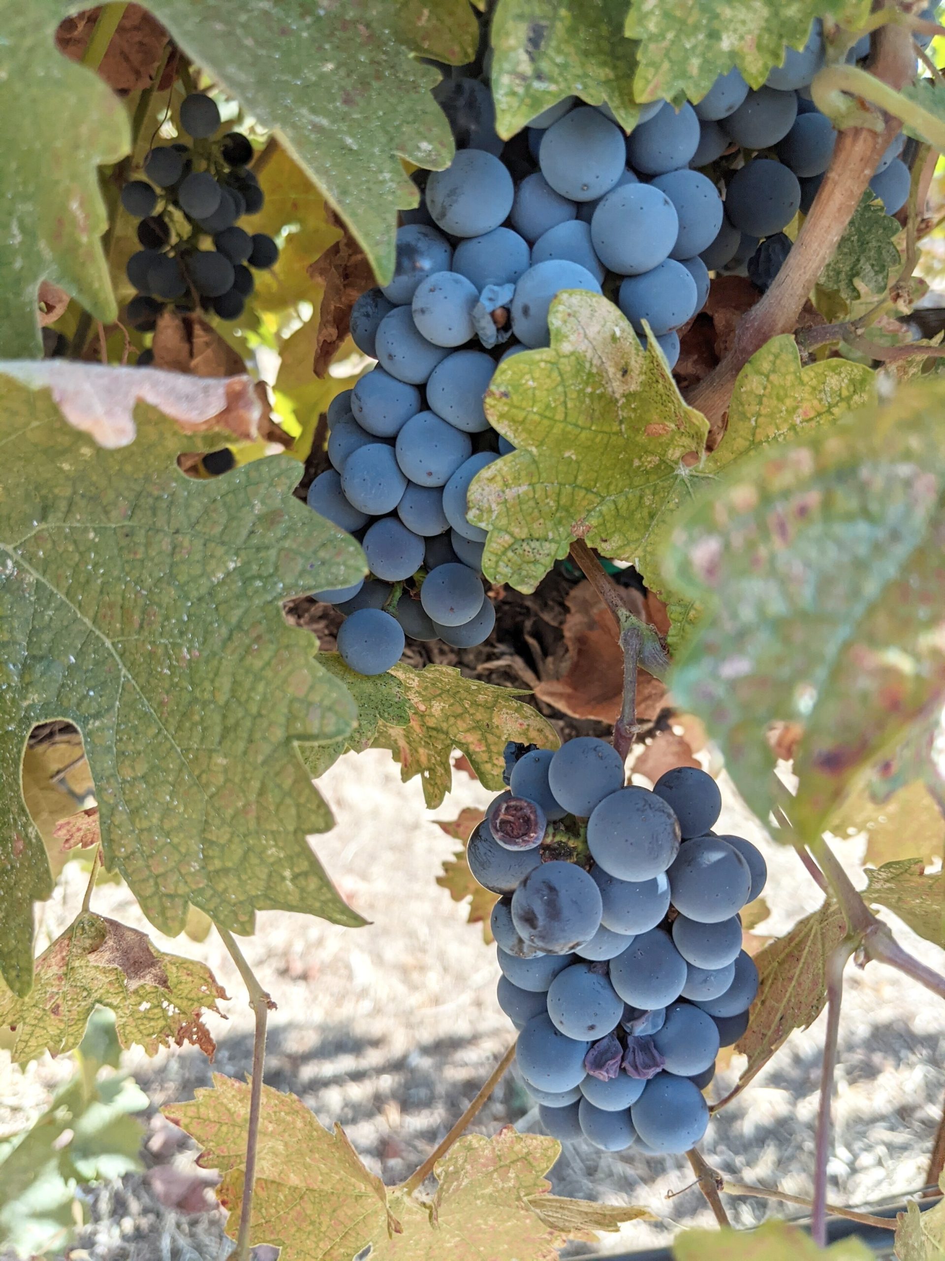merlot grapes - what's a good price for merlot wine