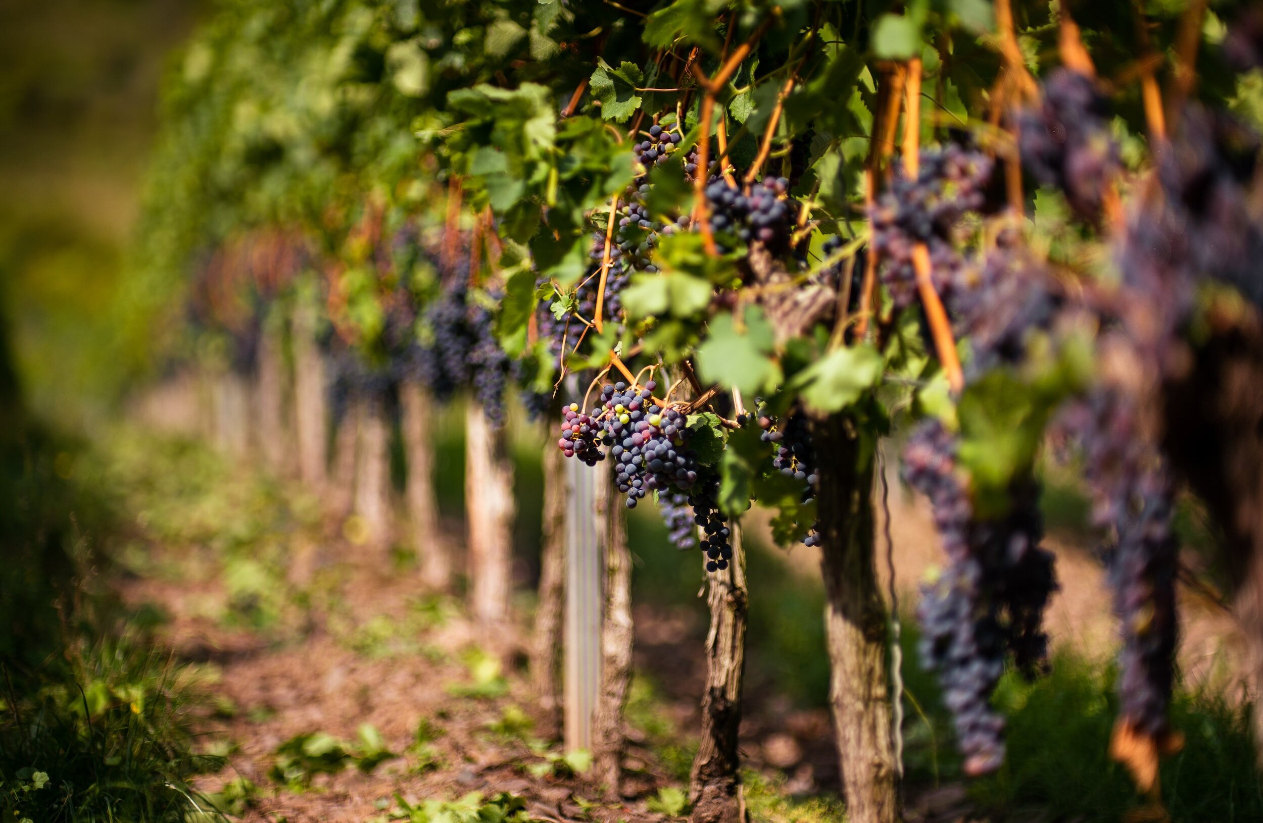 syrah vs sangiovese - vineyard