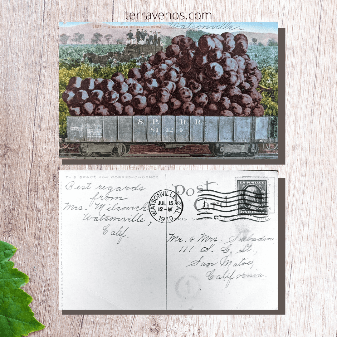 inexpensive gifts for wine lovers - antique wine postcards