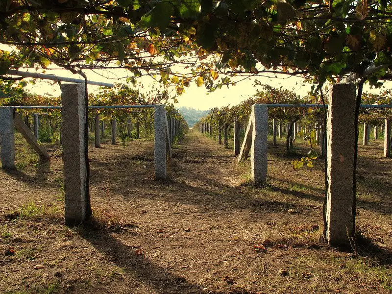 white spanish wine Albarino parral