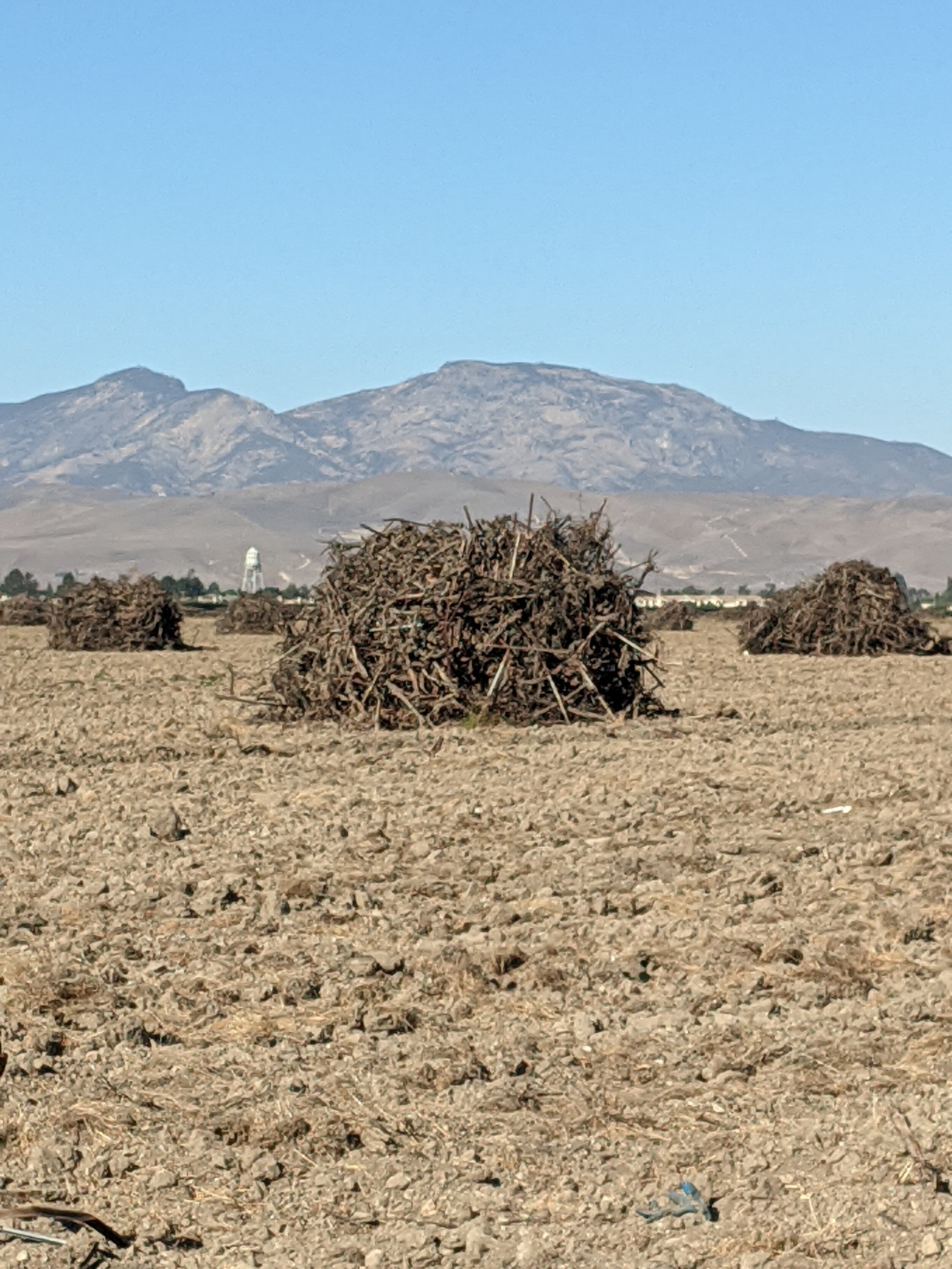 what is wine rootstock ripped up vineyard