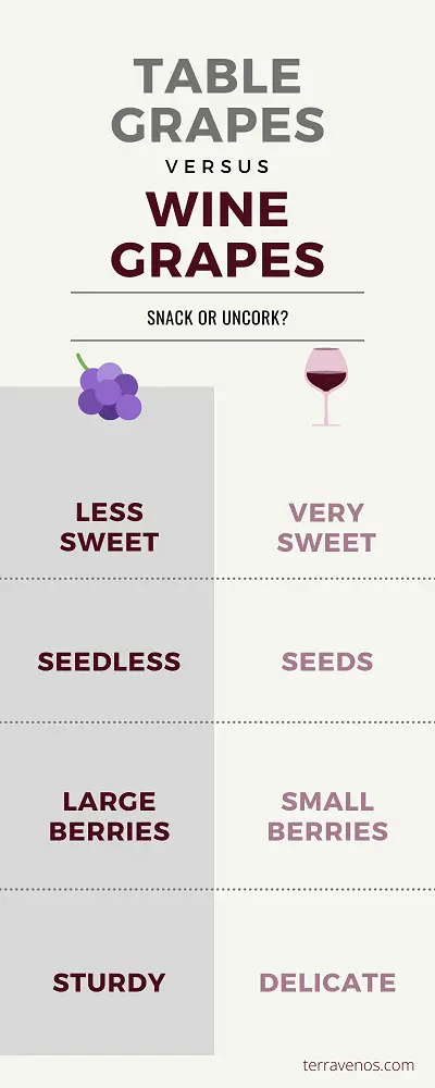 Table grapes vs wine grapes - are wine grapes edible