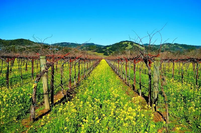 how much is wine tasting in sonoma - vineyard