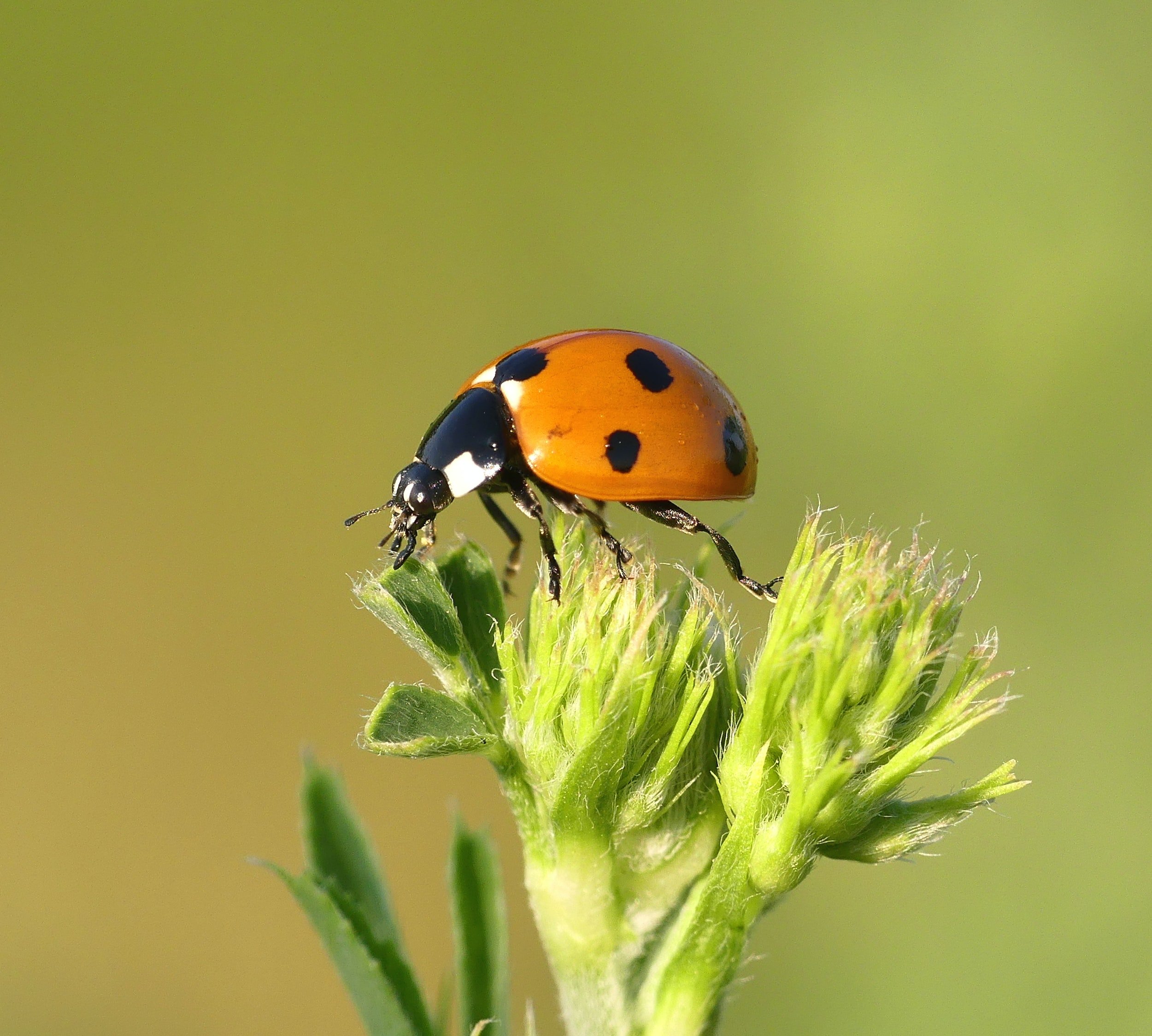 mousiness wine fault - ladybug