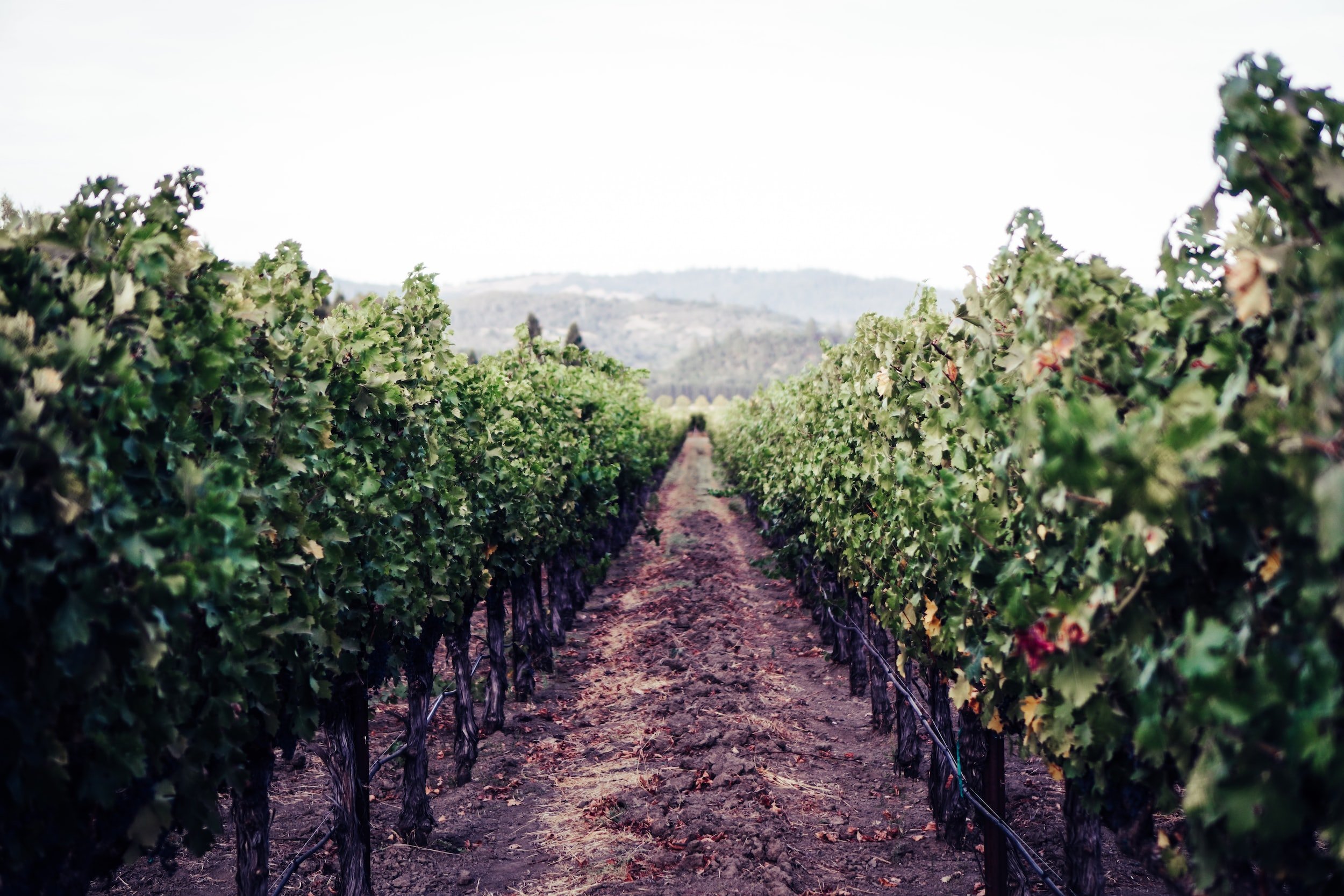 is wine tasting expensive - vineyard