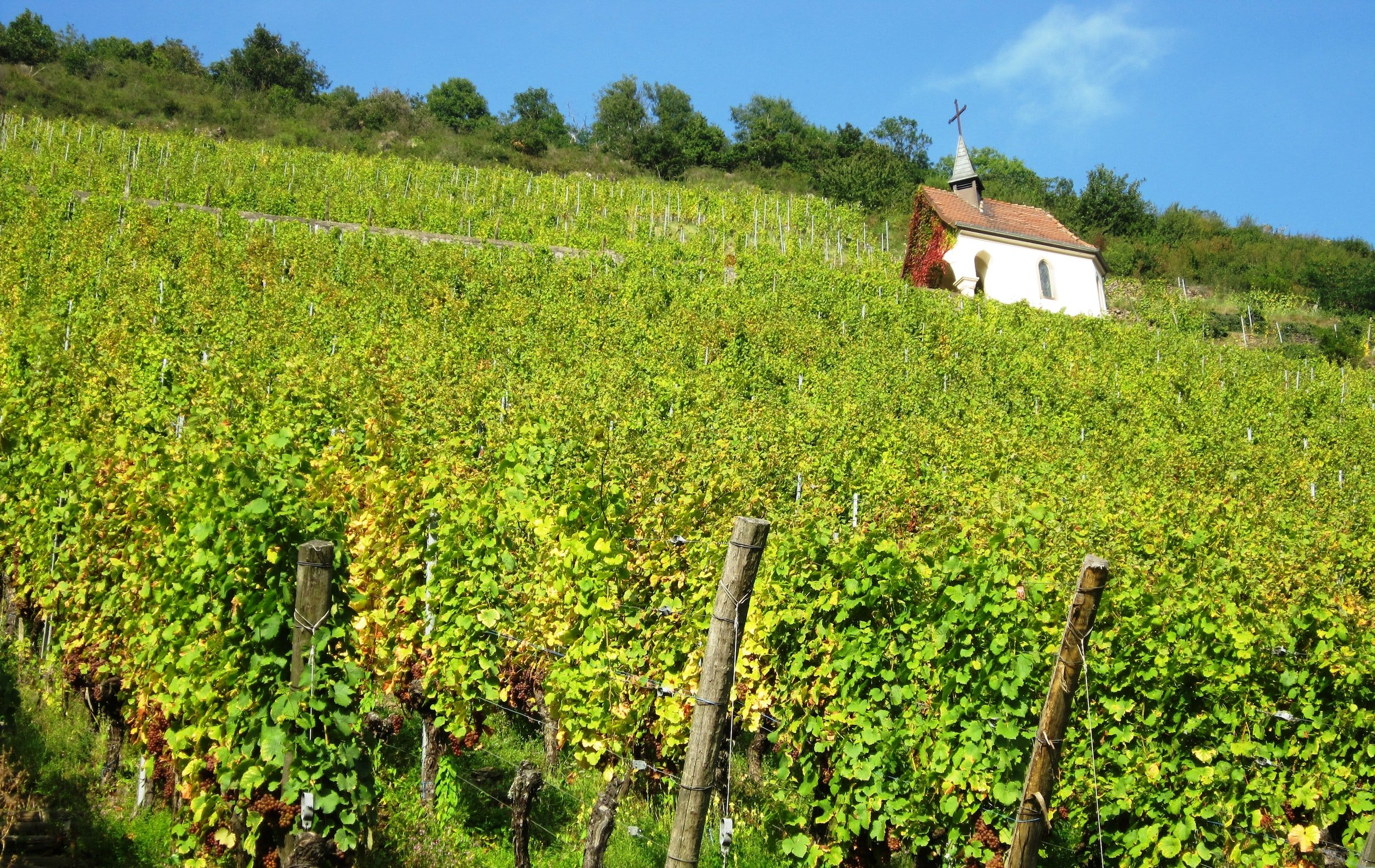 jura wine - vineyard