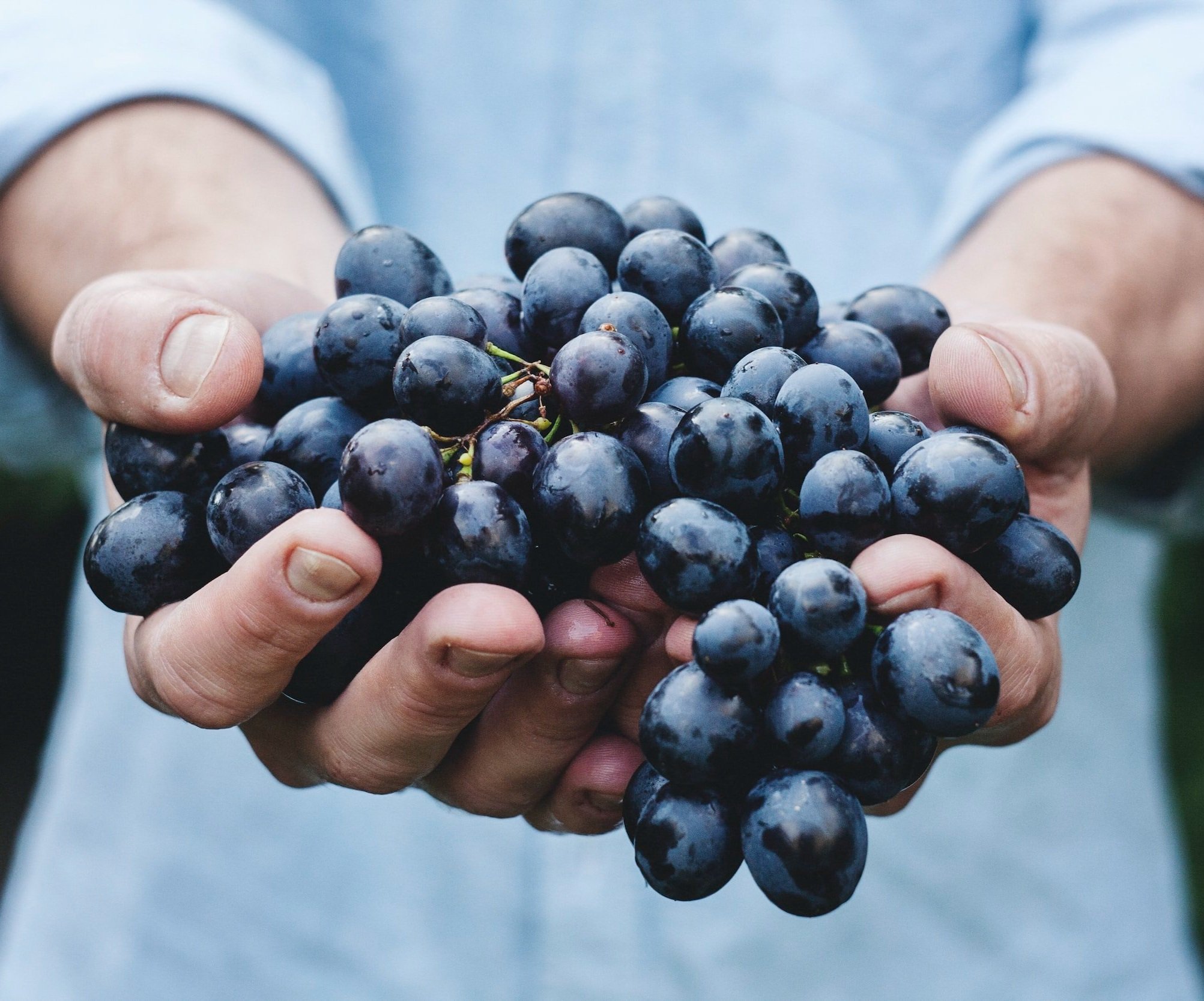 red spanish wine grapes