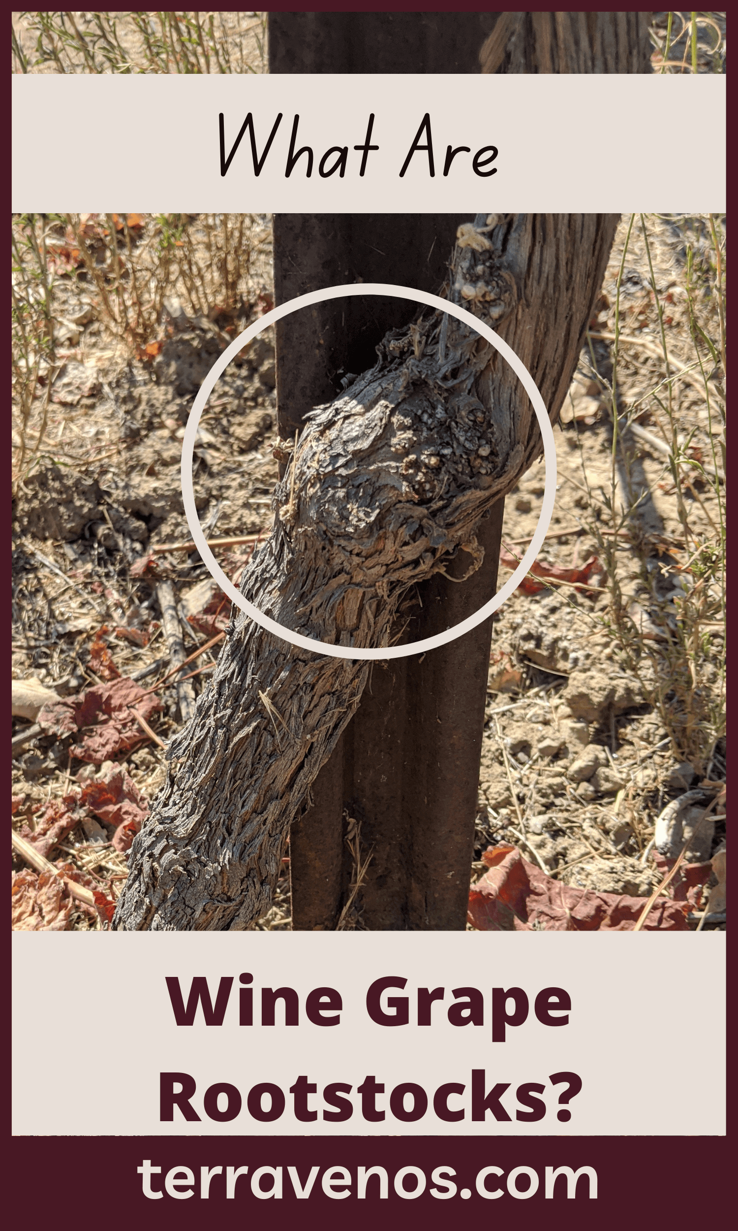 what is wine rootstock?