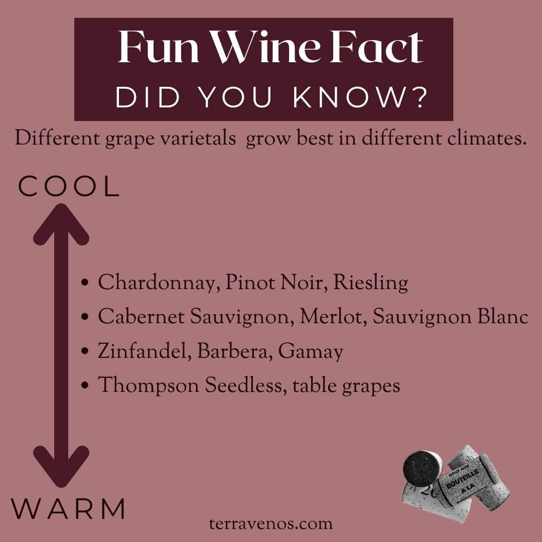 fun-wine-fact-instagram - grape growing climate-barbera