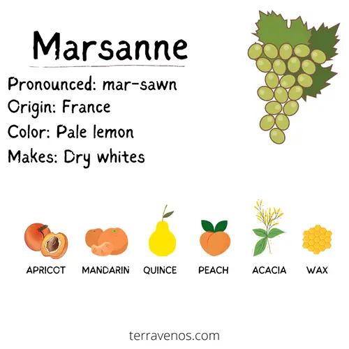 winter white wines - marsanne wine profile infographic