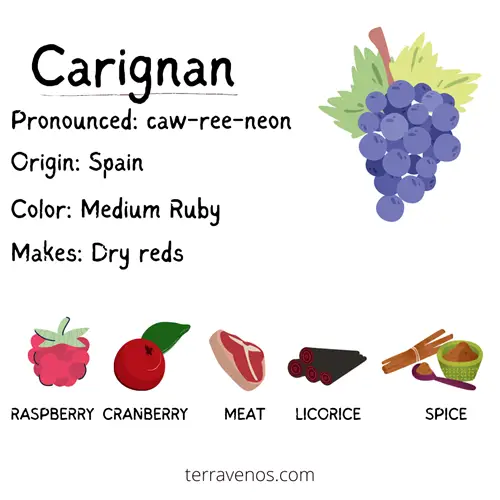 red spanish wines - carinena mazuelo wine grape profile infographic