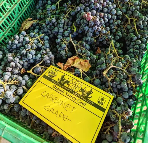 are wine grapes edible - cabernet grapes farmers market