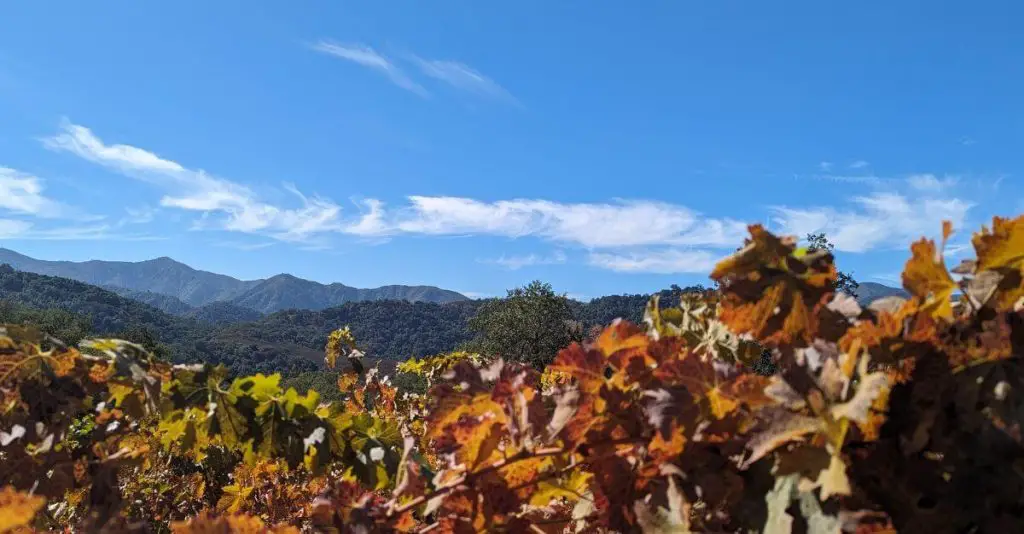 wines-by-season-fall-vineyard-wines