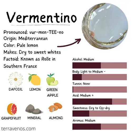what's vermentino wine taste like infographic - vermentino vs verdicchio