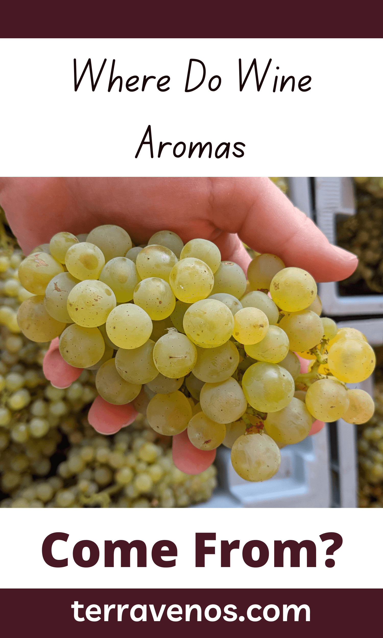 Where Do Wine Aromas Come From?