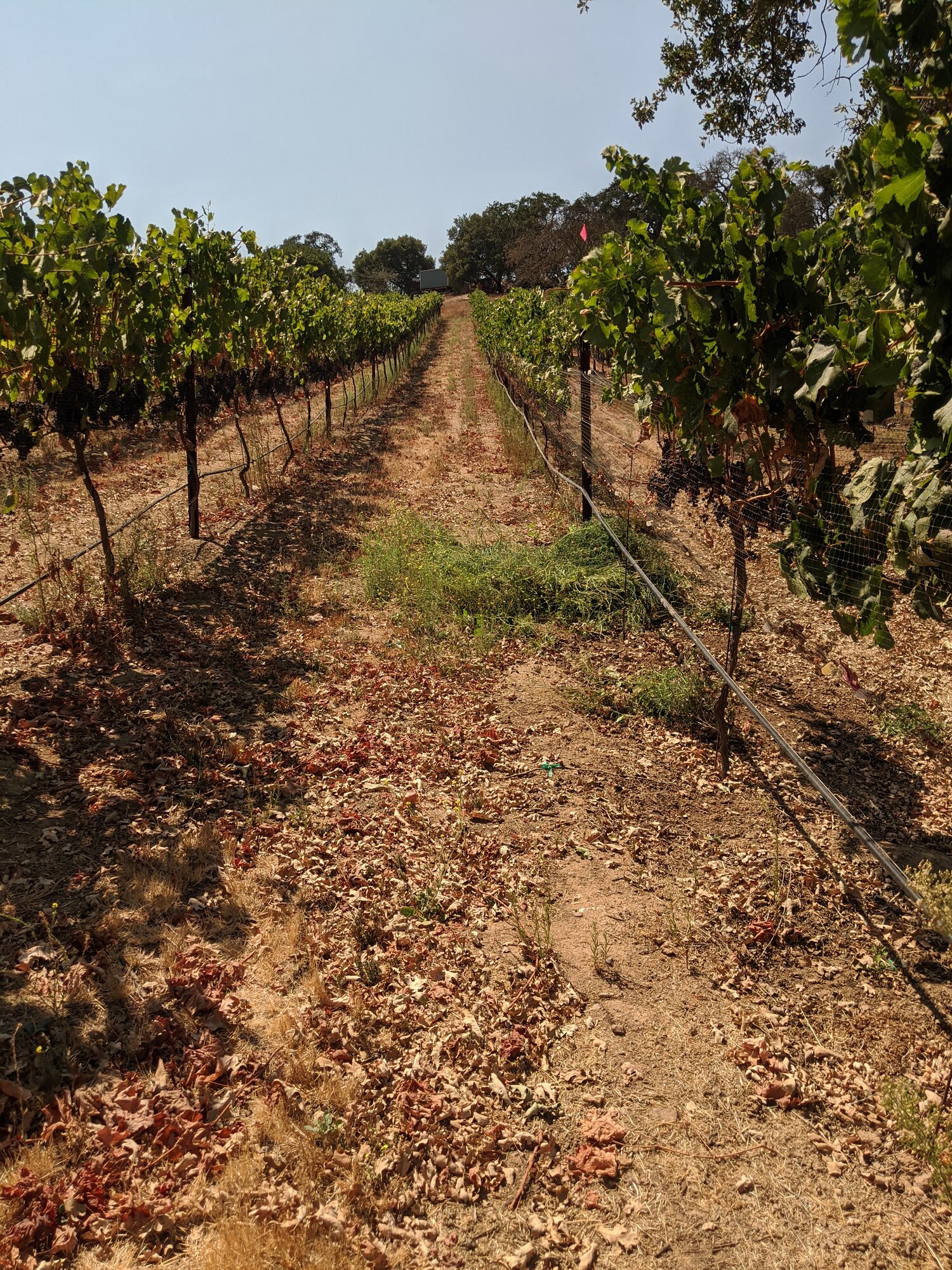 7 Rows vineyardrow