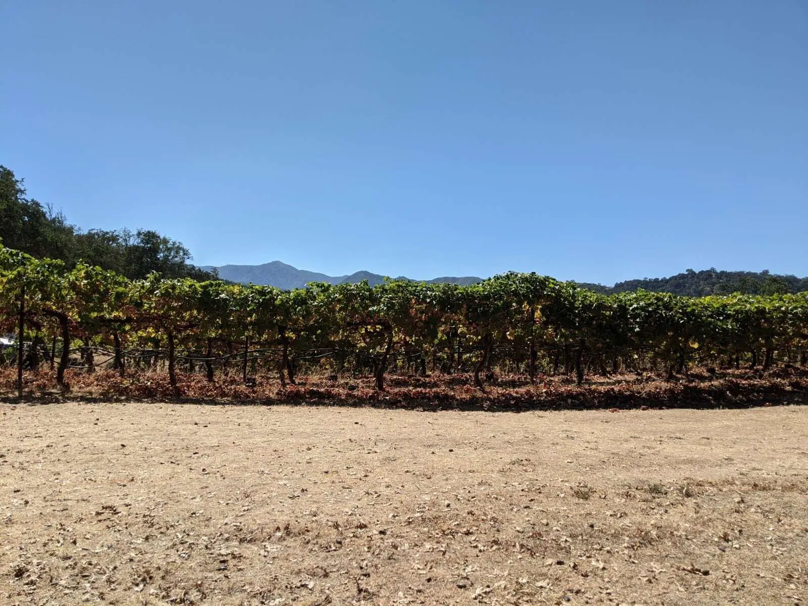 vineyard soil - vineyard