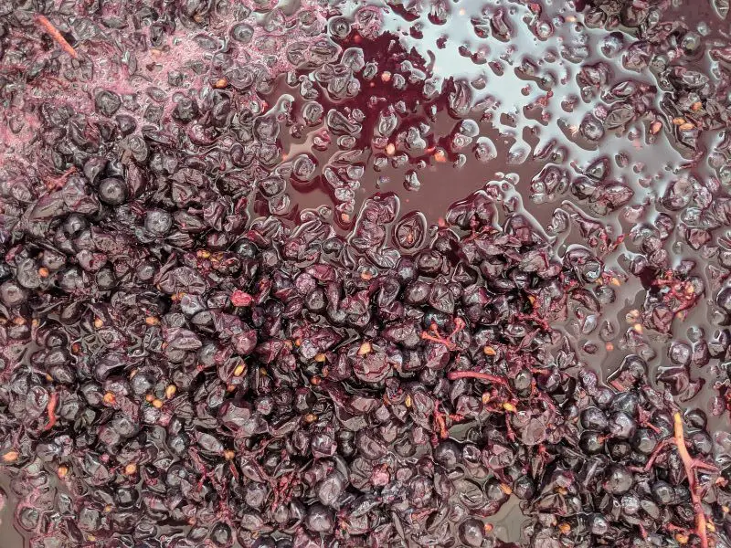 winemaking-fermentation-grape-must - how does red wine get its color