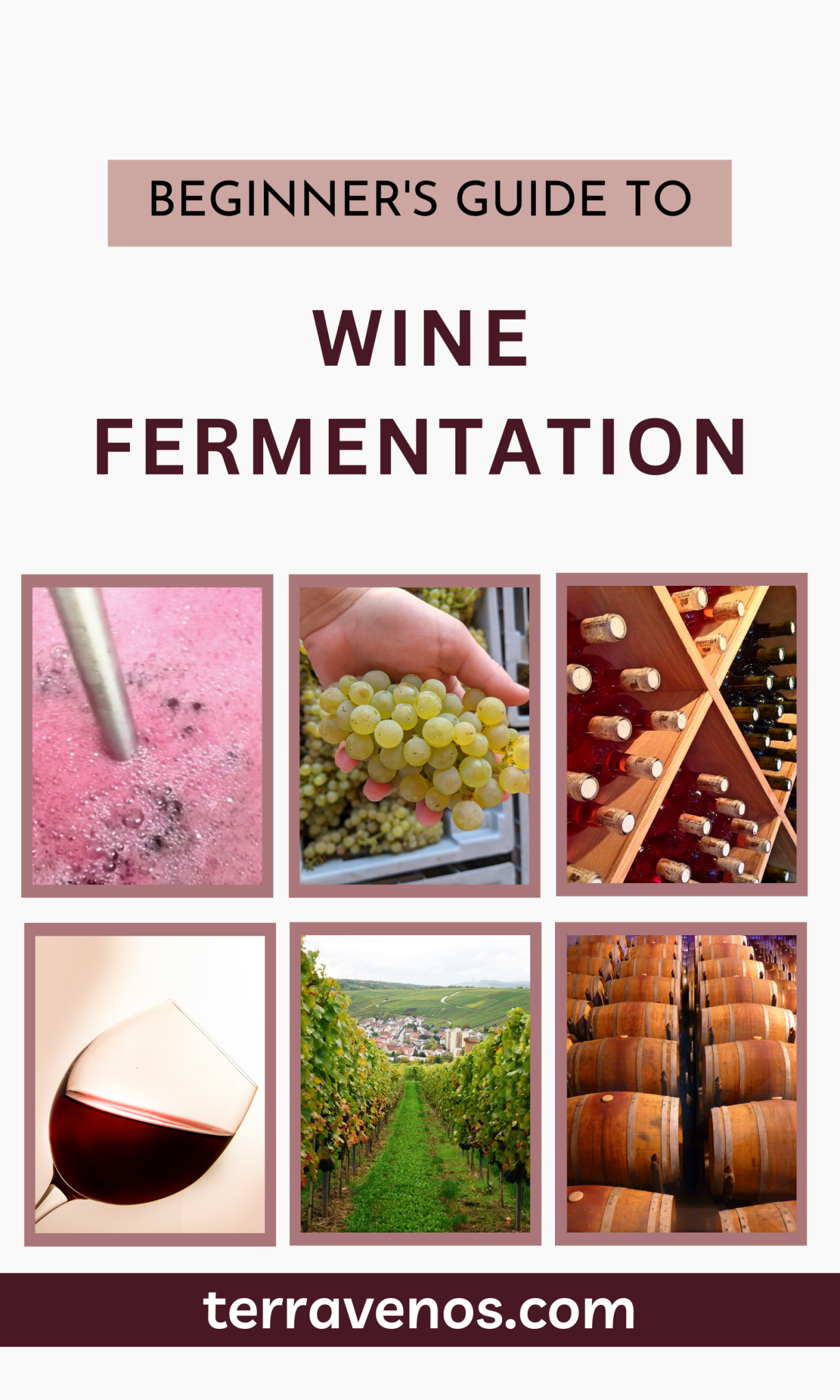 Winefermentaitonfrontpage tèr·ra·ve·nos
