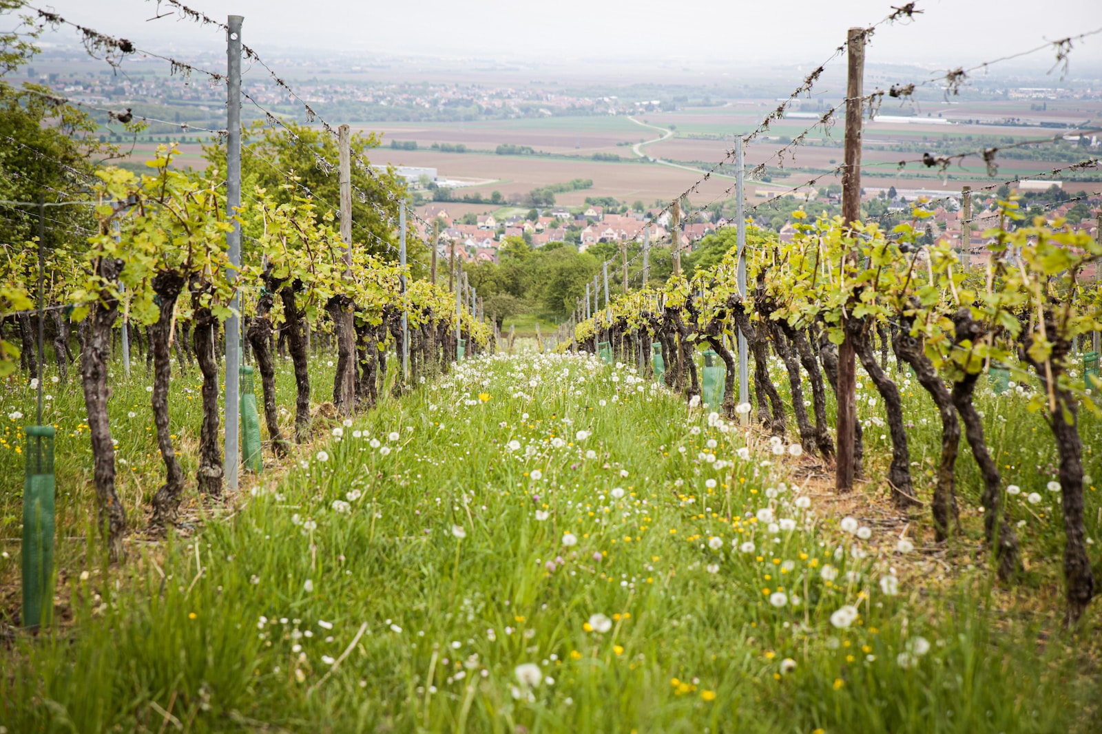 green grass field with brown wooden fence during daytime - what wines are made in Langudoc